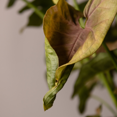 Maria Allusion (Chocolate), Arrowhead vine Chocolate – Perfect Plant Gift in Jordan | Beautiful Indoor Plant | Nabtaty