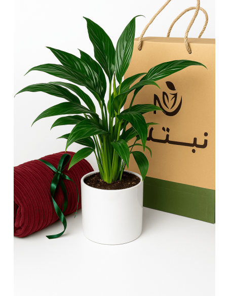 Buy Peace Lily Online | Nabtaty