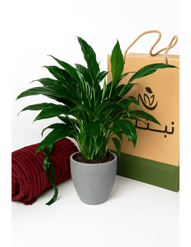 Buy Peace Lily Online | Nabtaty