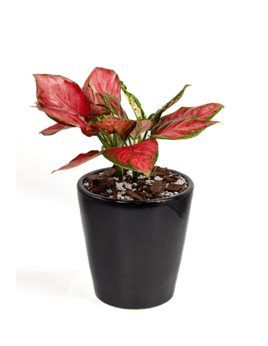 Buy lilly of china Online | Nabtaty