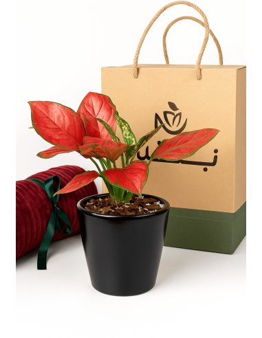 Buy lilly of china Online | Nabtaty