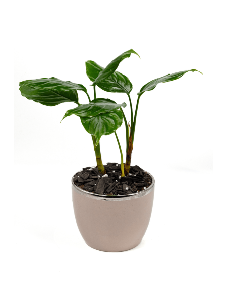 Buy Lisa Online | Nabtaty