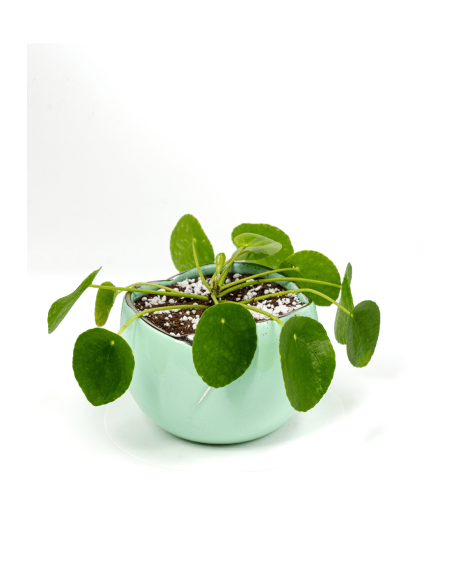 Buy Money Plant Online | Nabtaty