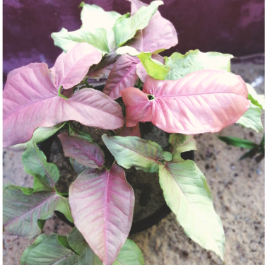Buy Syngonium Confetti (pink spots) Online | Nabtaty