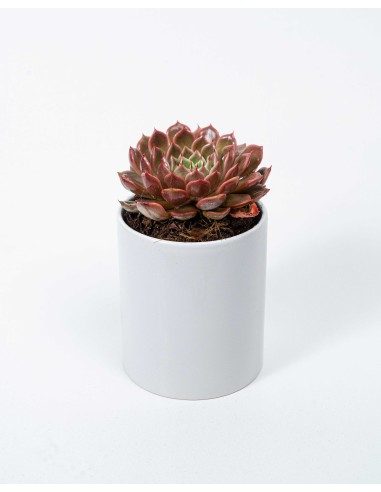 🌿3x10 Succulents in ceramic Bowl 12 cm