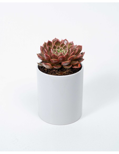 🌿3x10 Succulents in ceramic Bowl 12 cm