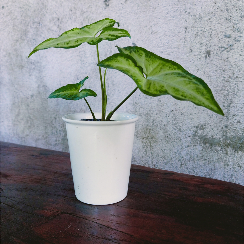 Buy Arrow head Dwarf Princess (Green thick) Online | Nabtaty