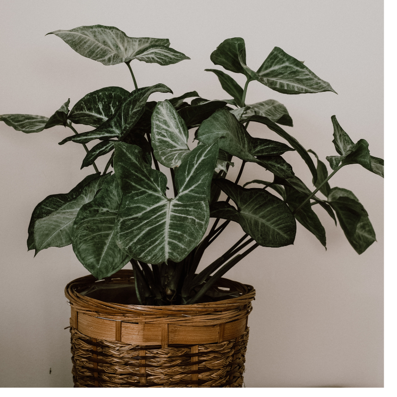 Buy Syngonium Green Splash Online | Nabtaty