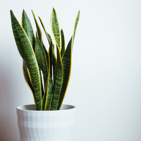 Buy Snake Plant Online | Nabtaty