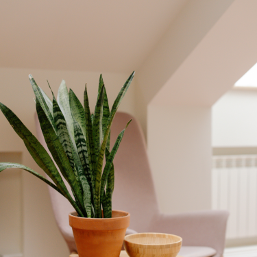 Buy SnakePlant Green Online | Nabtaty