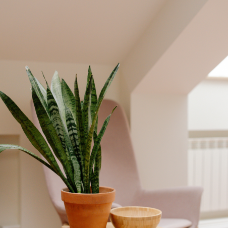 Buy SnakePlant Green Online | Nabtaty