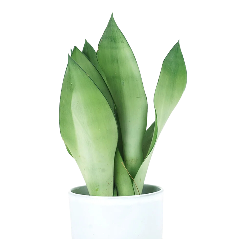 Buy Silver Snake Plant Online | Nabtaty