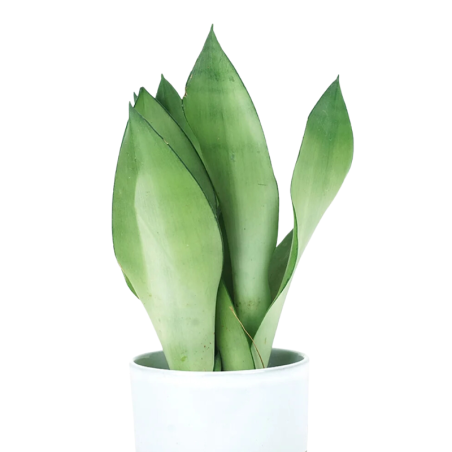 Buy Silver Snake Plant Online | Nabtaty