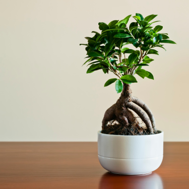 Buy Ficus Ginseng Online | Nabtaty