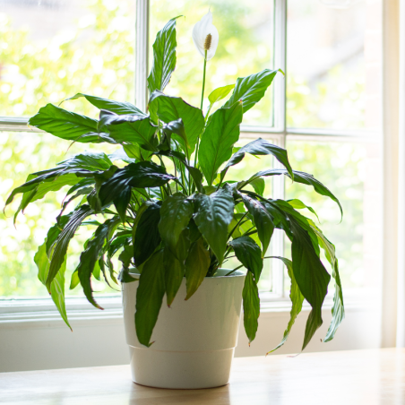 Buy Peace Lily Online | Nabtaty