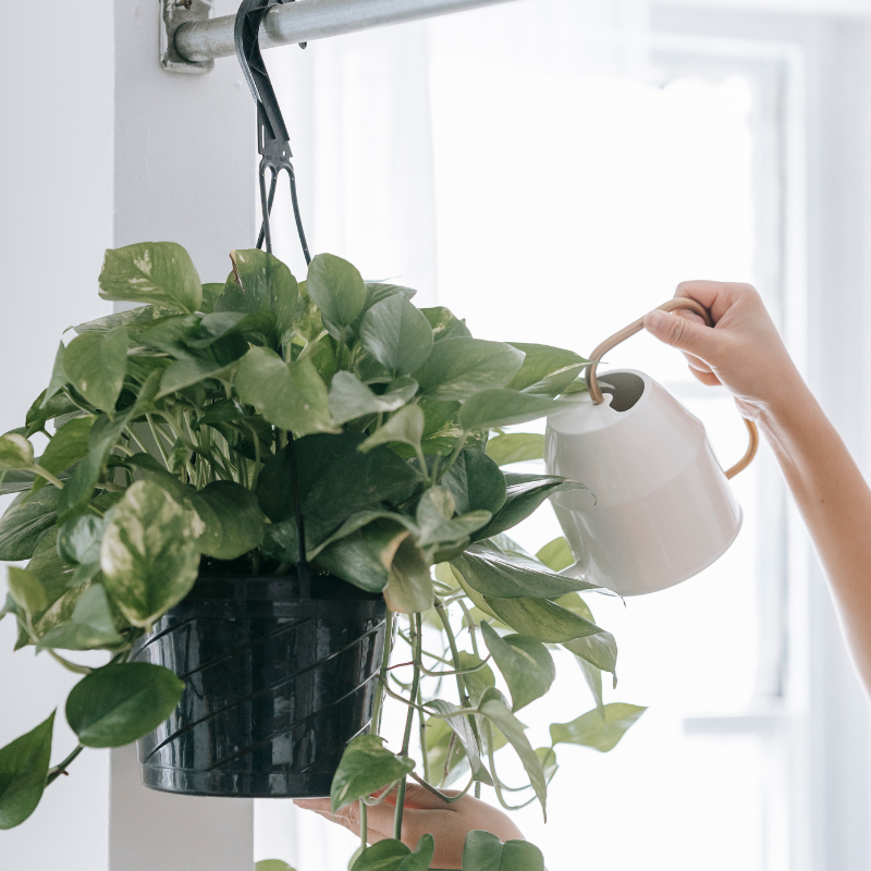 Buy Pothos Online | Nabtaty