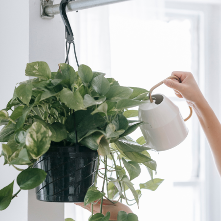 Buy Pothos Online | Nabtaty