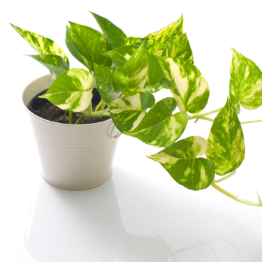 Buy Golden Pothos Online | Nabtaty