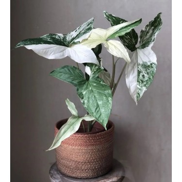 Buy Arrow head Plant albo variegatged Online | Nabtaty