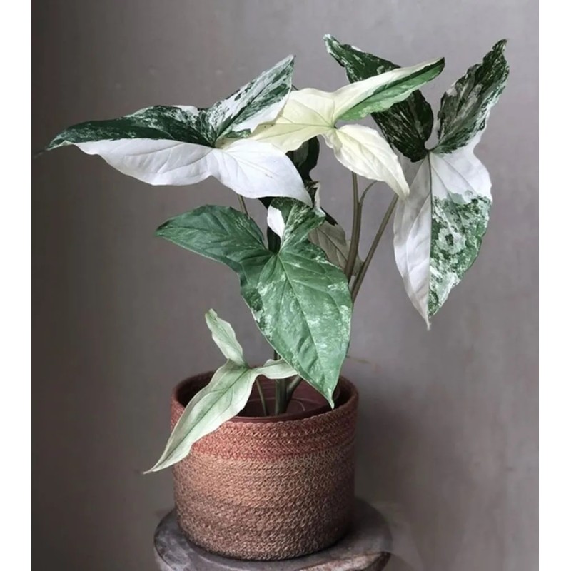 Buy Arrow head Plant albo variegatged Online | Nabtaty