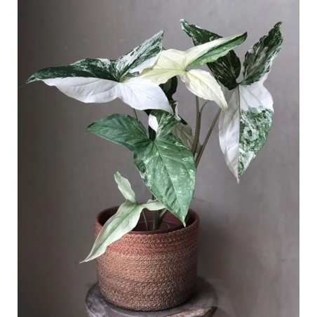 Buy Arrow head Plant albo variegatged Online | Nabtaty
