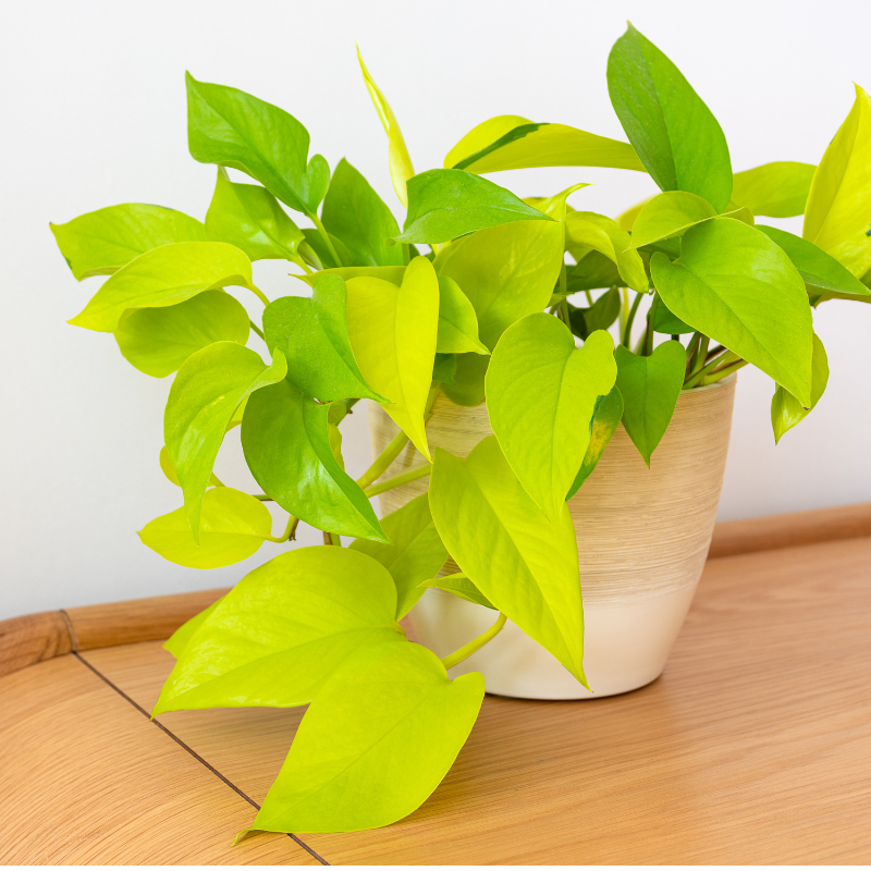 Buy Yellow Pothos Online | Nabtaty