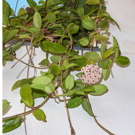 Buy Wax Plant Online | Nabtaty