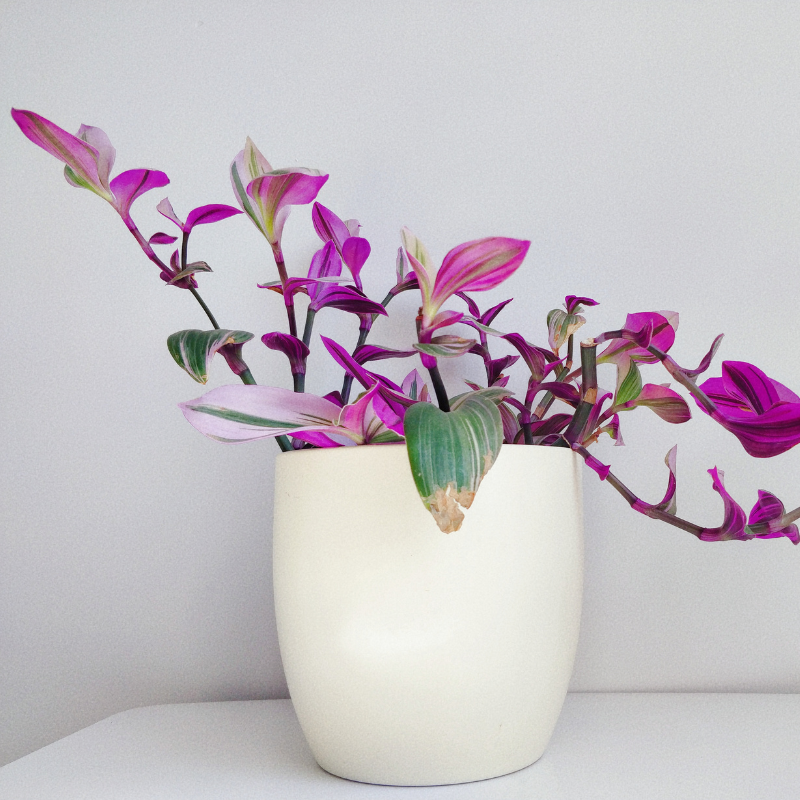 Buy Tradescantia "Nanouk" Online | Nabtaty