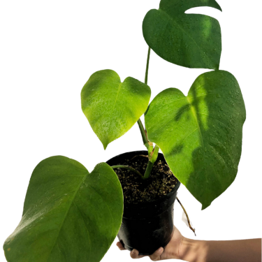 Buy Blushing Philodendron Online | Nabtaty
