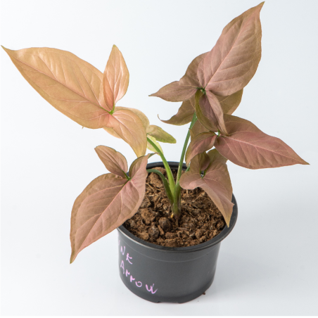 اشترِ Syngonium podophyllum "3 أوراق وردية" عبر الإنترنت | نباتاتي