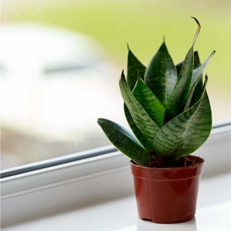Buy SnakePlant Green Online | Nabtaty