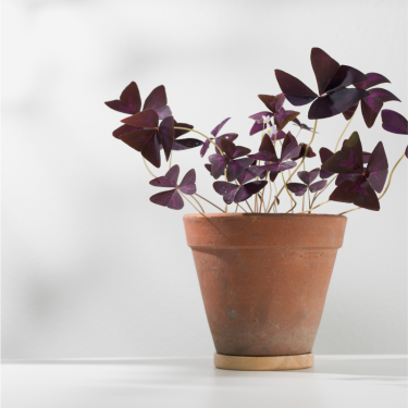 Buy Purple Shamrocks Online | Nabtaty