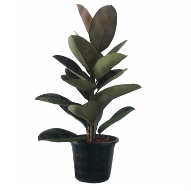 Buy Rubber Plant Online | Nabtaty