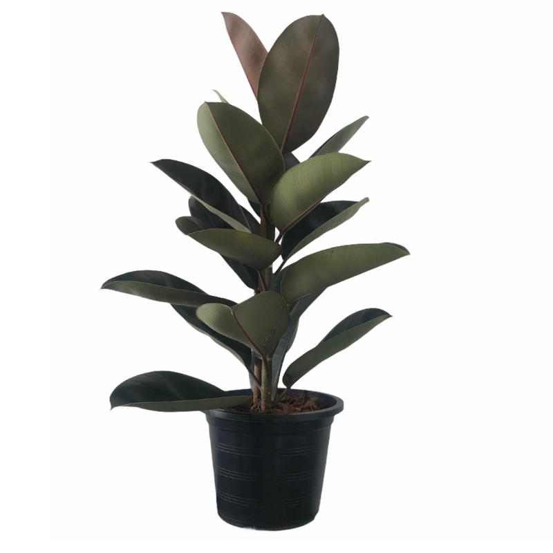 Buy Rubber Plant Online | Nabtaty