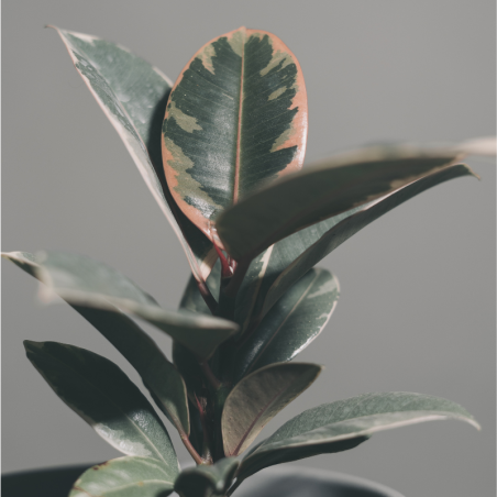 Buy Rubber Plant Online | Nabtaty