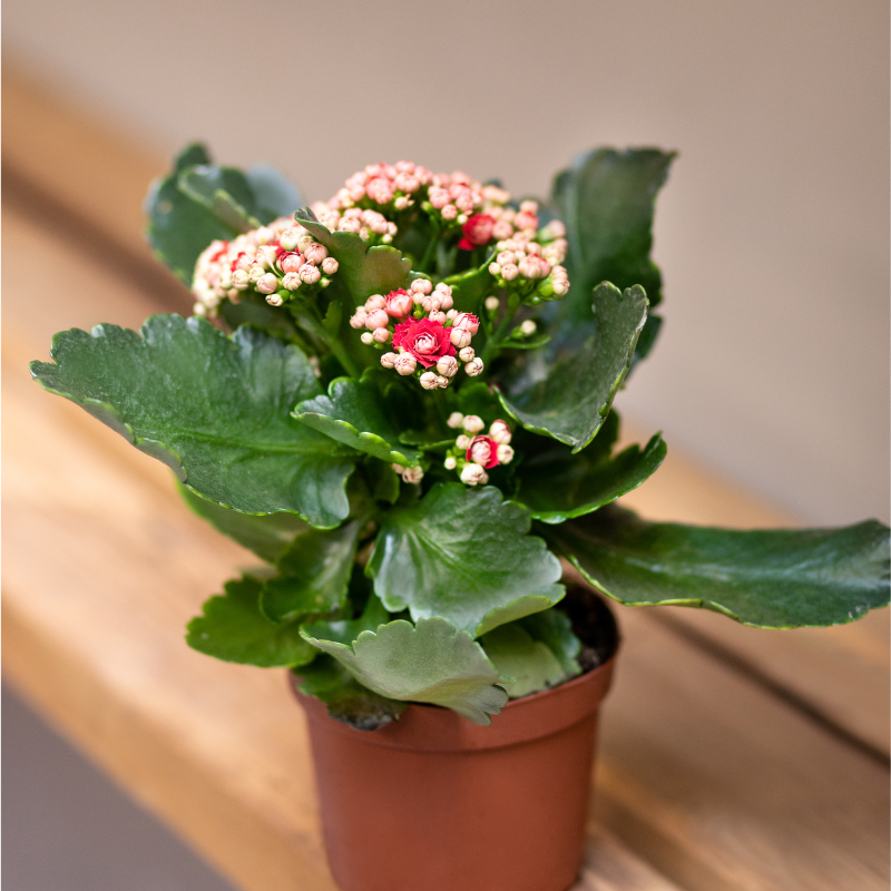 Buy Widow's-Thrill Online | Nabtaty