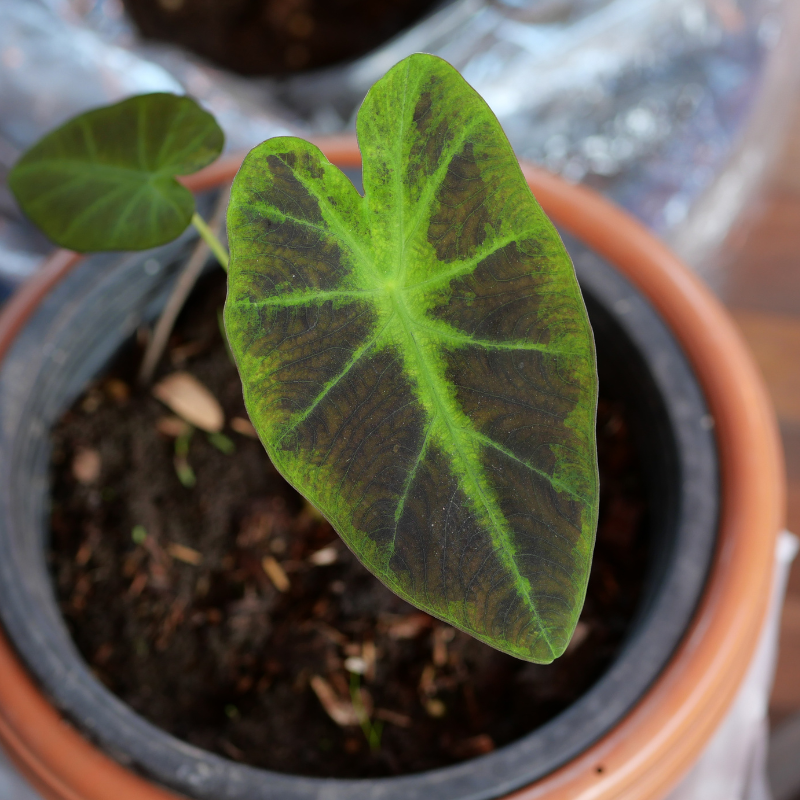 Buy Elephant Ear Online | Nabtaty