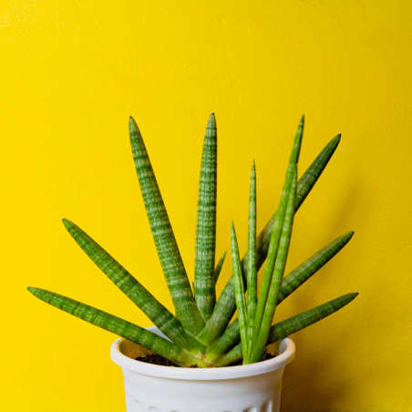 Buy African Spear plant Online | Nabtaty