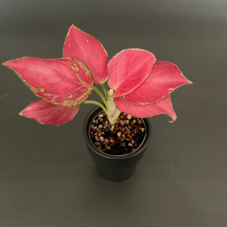 Buy lilly of china Online | Nabtaty