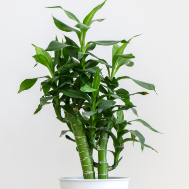 Buy Brazilian Stick Plant Online | Nabtaty 2