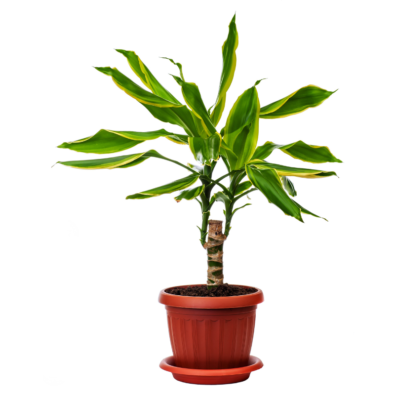 Buy Brazilian Stick Plant Online | Nabtaty