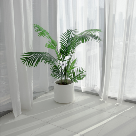 Buy Areca Palm Online | Nabtaty