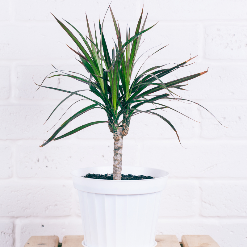 Buy Dracaena fragans plant Online | Nabtaty