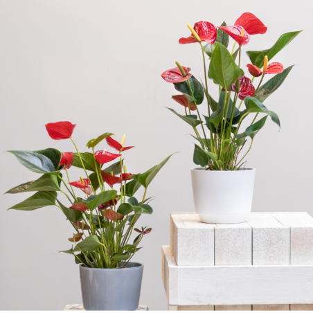 Buy Flamingo Flower Online | Nabtaty