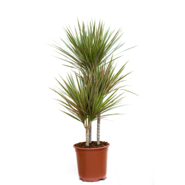 Buy Dracaena angustifolia Online | Nabtaty