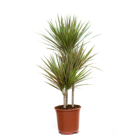 Buy Dracaena angustifolia Online | Nabtaty