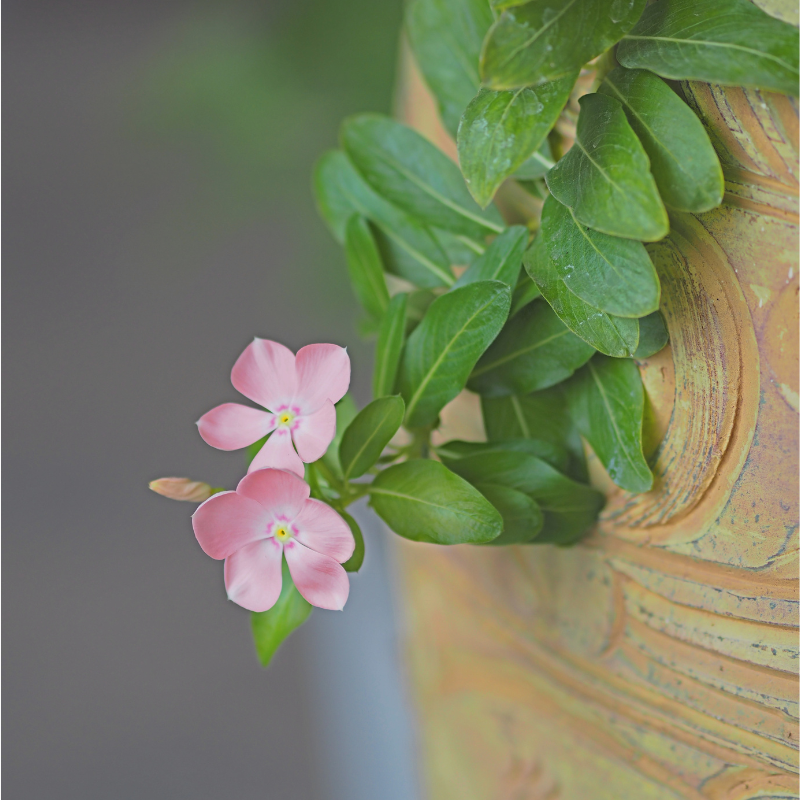 Buy Madagascar Jasmine Online | Nabtaty