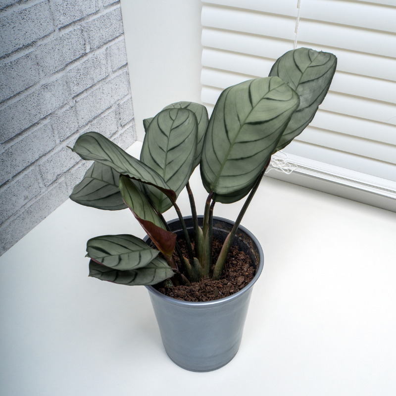 Buy Never Never plant Online | Nabtaty