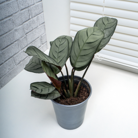 Buy Never Never plant Online | Nabtaty