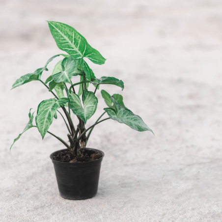 Buy arrowhead vine (Yellow leaf) Online | Nabtaty